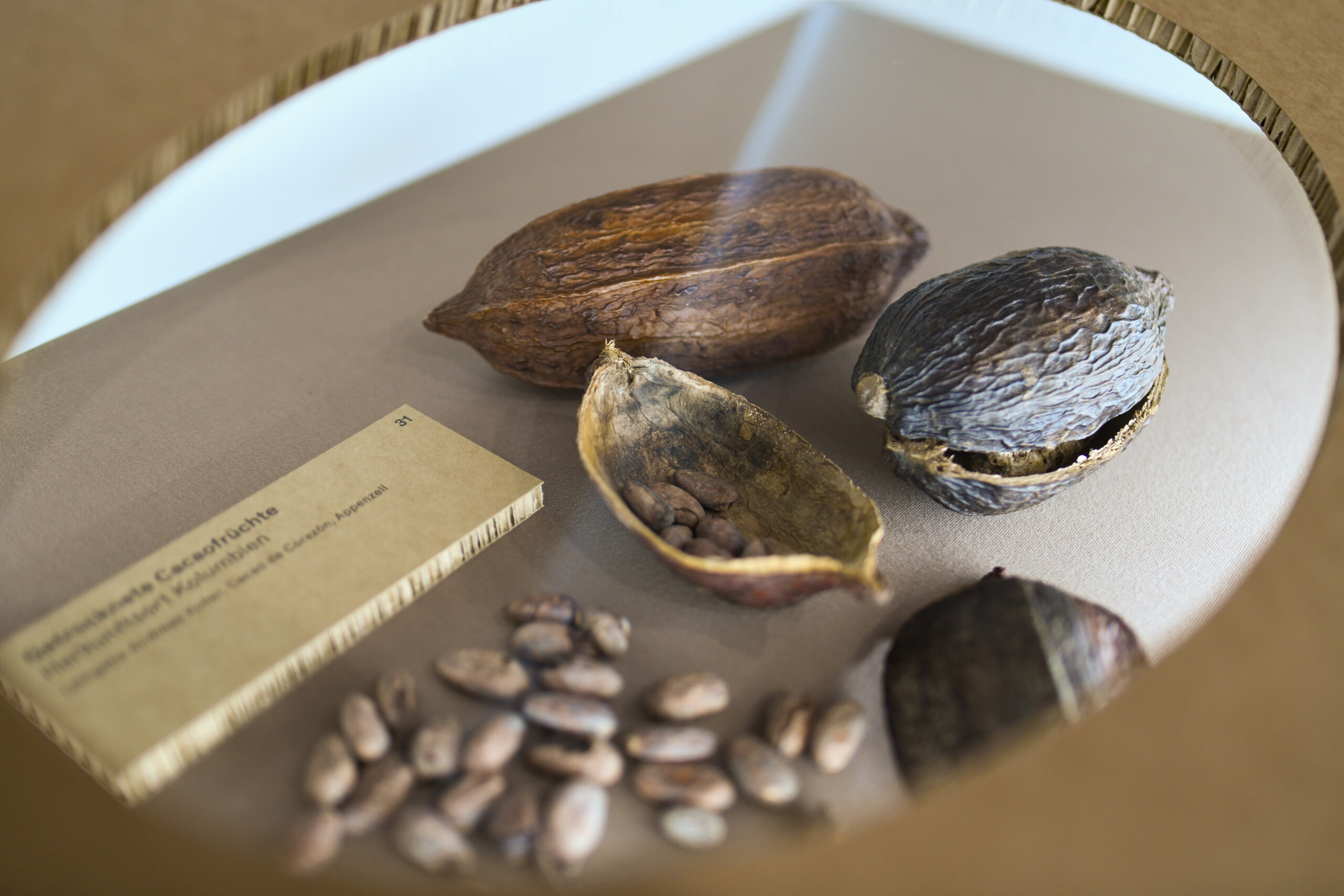 Cacao Detail In Der Ausstellung 04