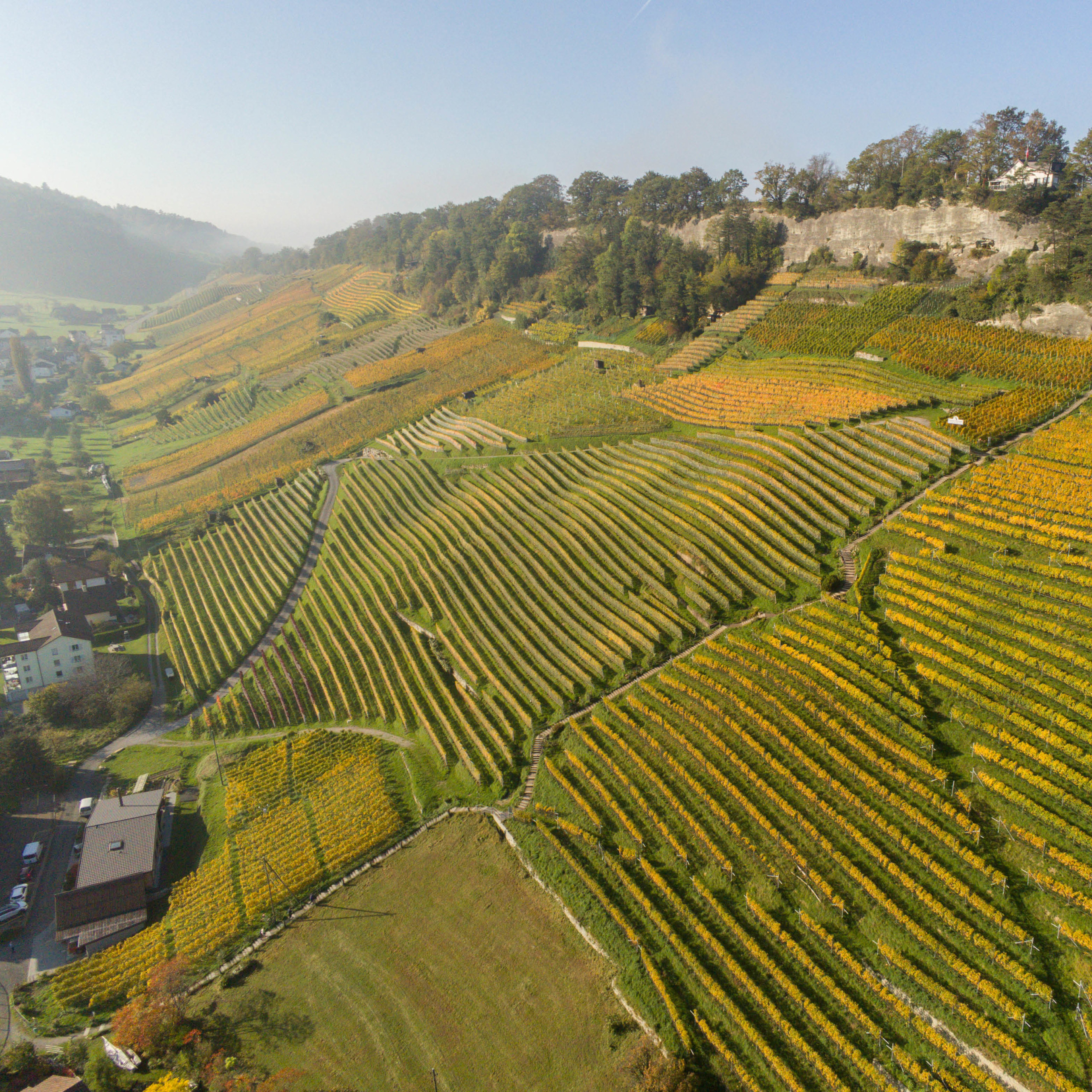 Weingut am Steinig Tisch_Rebberg